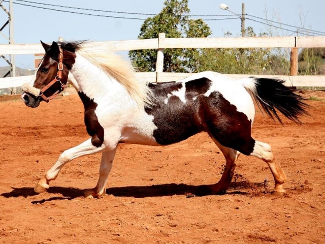 Fabulosos caballos